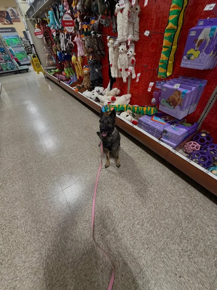Maximus K9 practicing training at PetSmart.