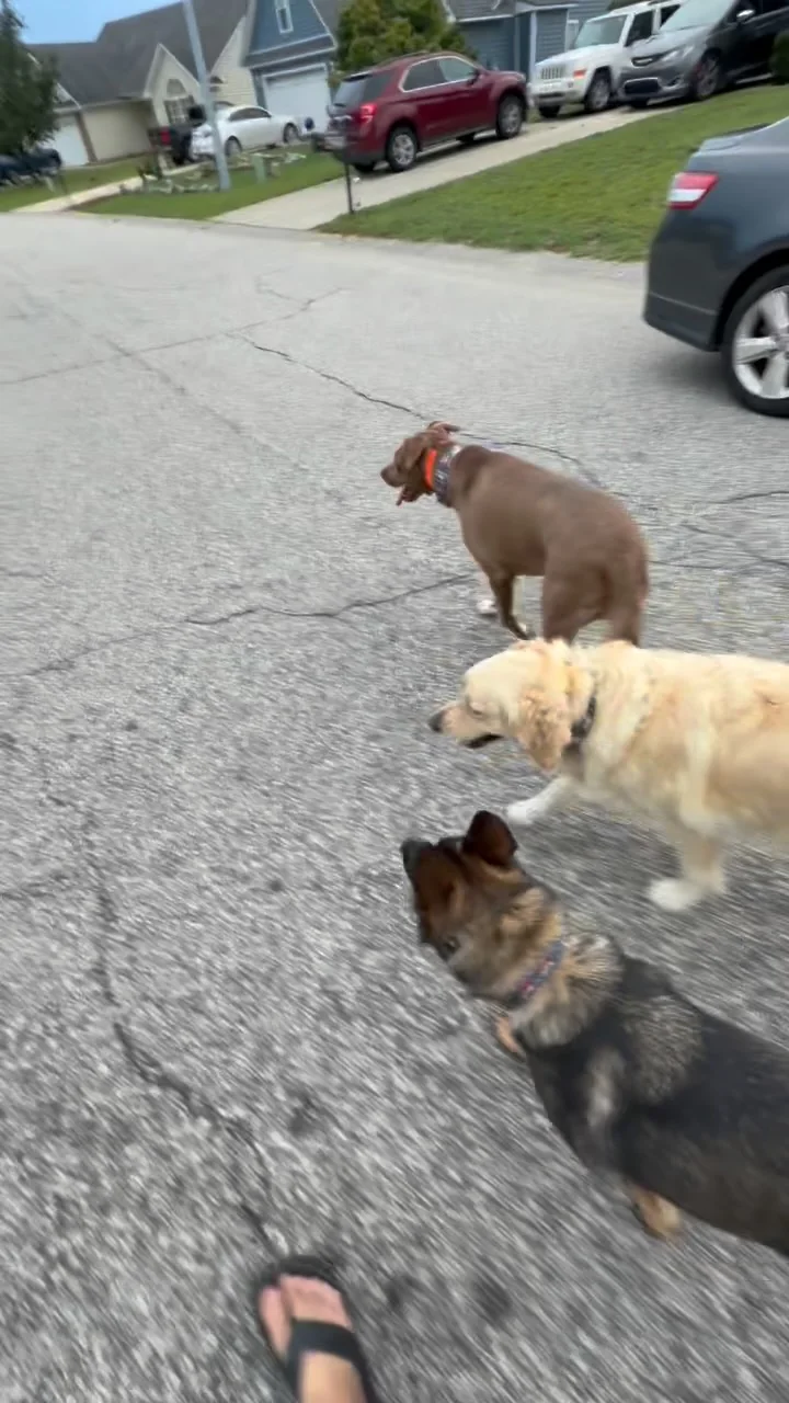 Preview of Rookie, Ripley and Echo practicing off-leash walking